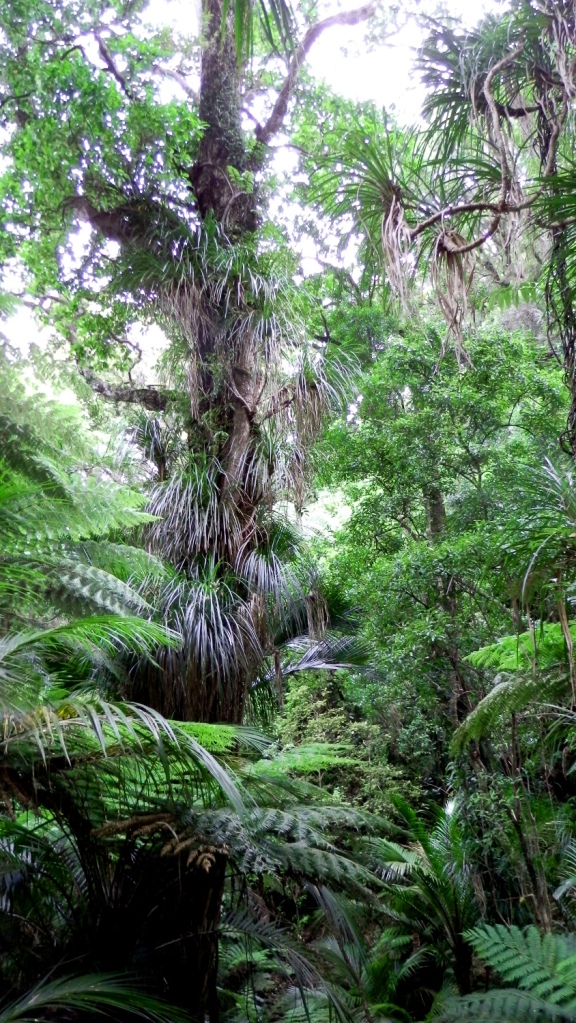 abel tasman jungle